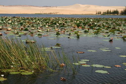 Lotus lake